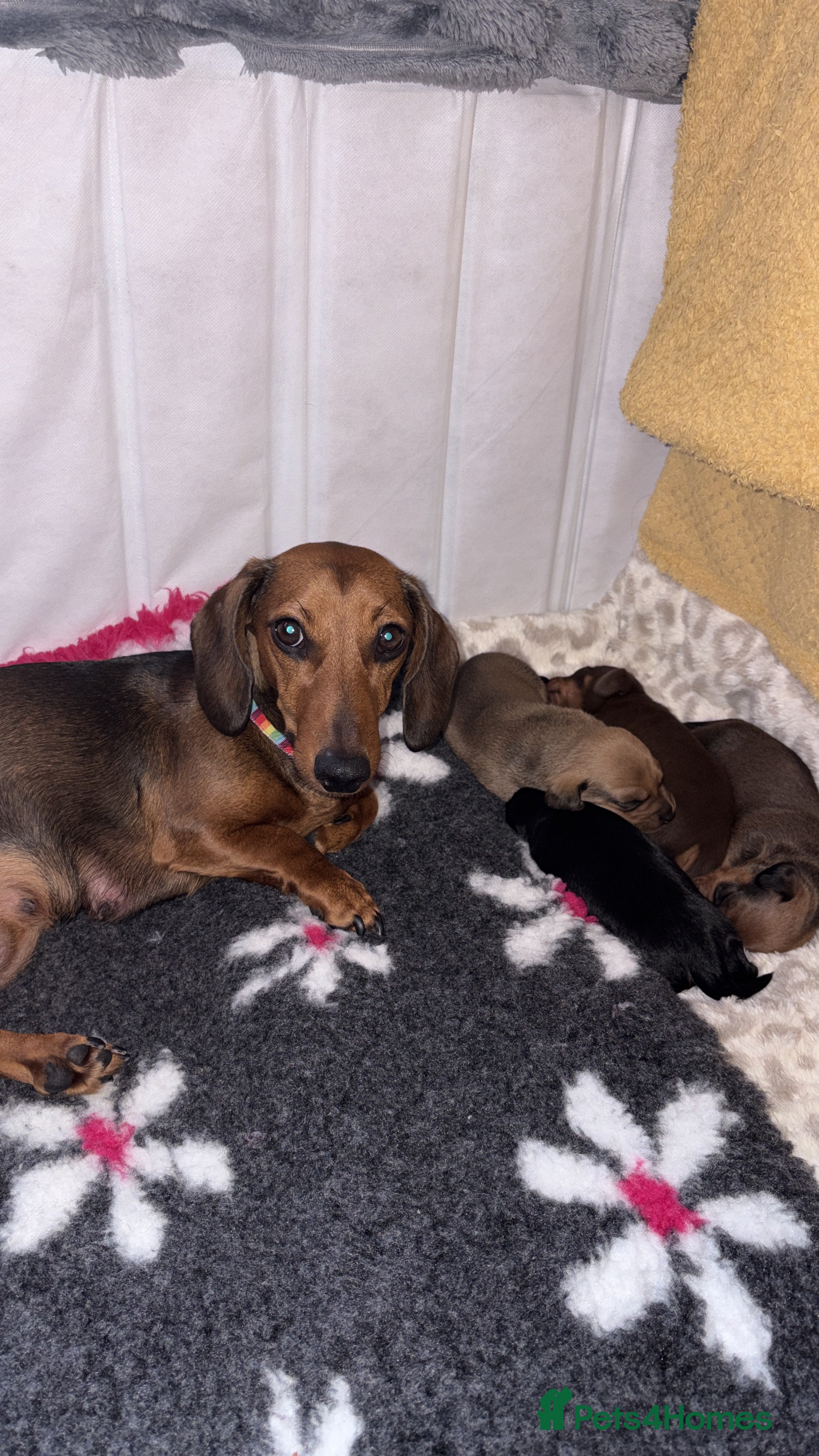 Dachshund dogs Miniature dachshund puppies  - Advert 3