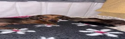 Dachshund dogs for sale: Miniature dachshund puppies  in Kelso - Advert 9