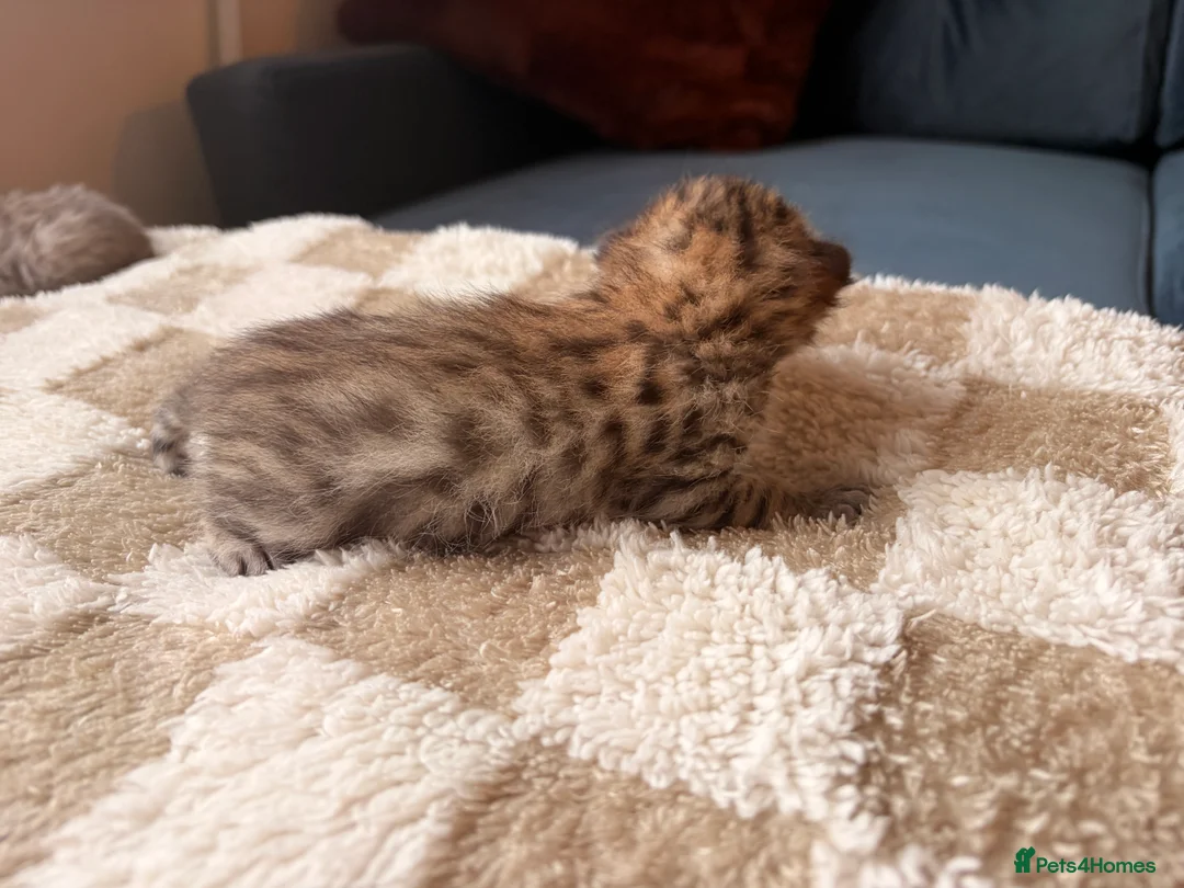 Bengal cats for sale: Bengal kittens  - Advert 15