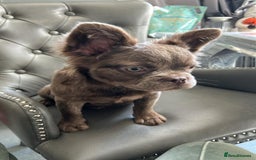 French Bulldog dogs for sale: Fluffy French female bulldog  - Image 1