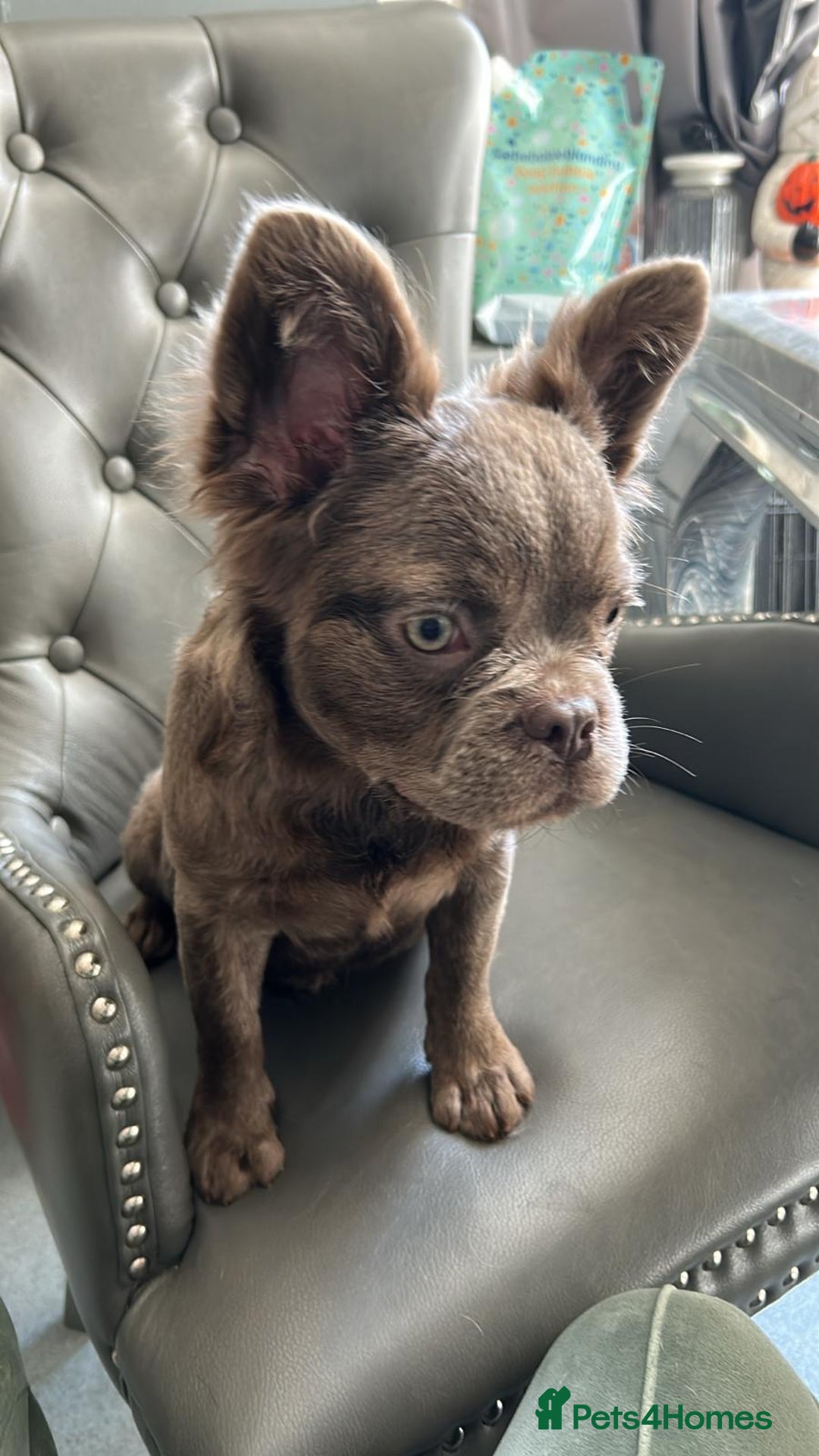 French Bulldog dogs for sale: Fluffy French female bulldog  - Image 1