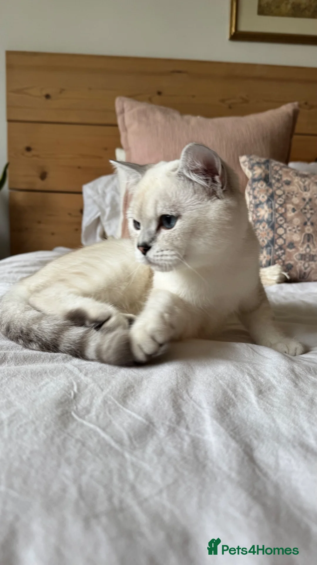 British Shorthair cats for stud: Beautiful silver Chinchilla Colourpoint boy  in Sidmouth - Advert 2