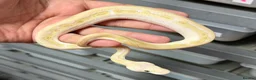 Python Snake reptiles for sale: Various royal pythons from £25 upwards  - Advert 6