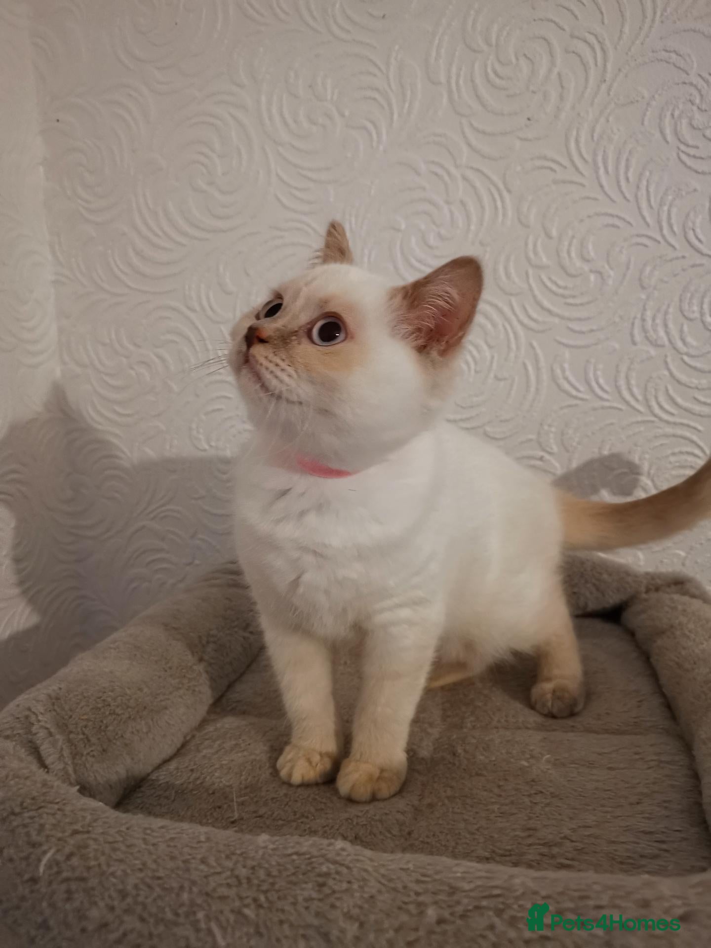 British Shorthair cats for sale: Stunning pedigree British Shorthair kittens - Advert 1