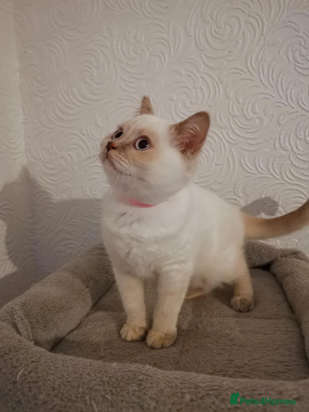 British Shorthair cats for sale: Stunning pedigree British Shorthair kittens - Advert 1