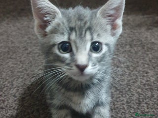 Mixed Breed cats Tabby Kittens For Sale! - Advert 10