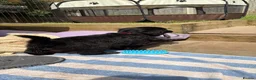 Golden Shepherd dogs for sale: ⭐ Golden Shepherd Puppies | ENS & ESI Raised ⭐ - Advert 4