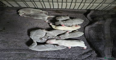 French Bulldog dogs - Advert 1