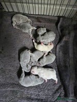 French Bulldog dogs - Advert 3