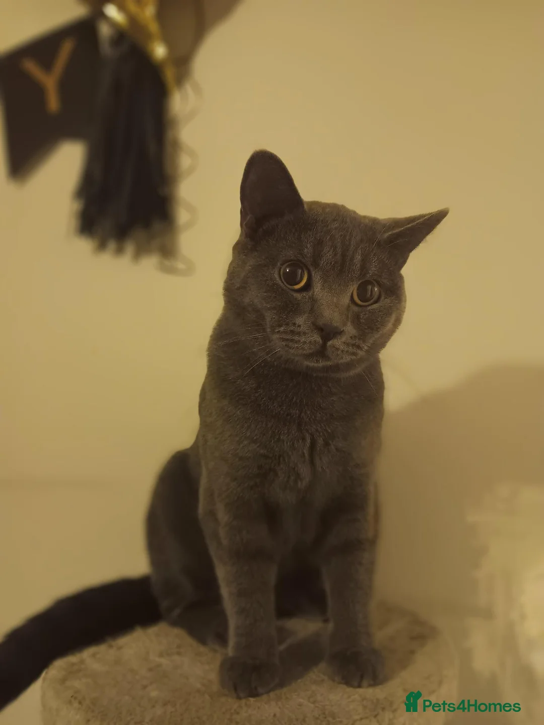 British Shorthair cats for sale: Beautiful British Shorthair kittens - Advert 12