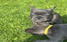French Bulldog dogs for sale: 2 left Ready for FOREVER Home🏡French Bulldog 🐶🐾 in Preston - Image 17