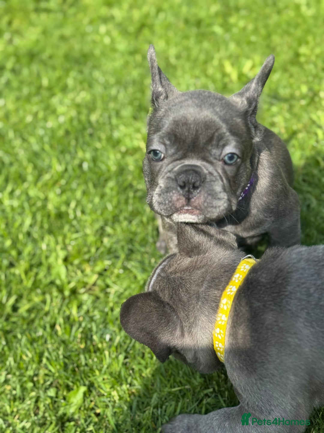 French Bulldog dogs for sale: 2 left Ready for FOREVER Home🏡French Bulldog 🐶🐾 in Preston - Image 17