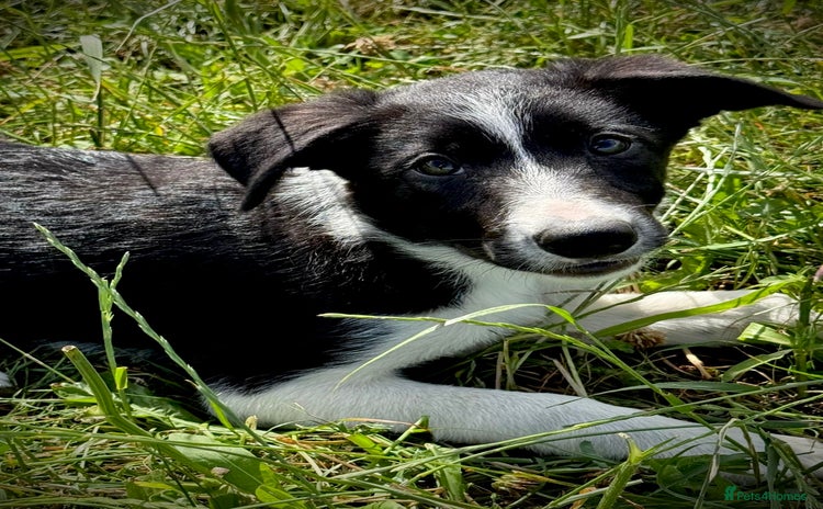 Border Collie dogs - Advert 1