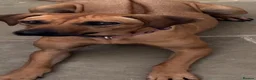 Rhodesian Ridgeback dogs for sale: RHODESIAN RIDGEBACKS KC  - Advert 4