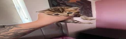 Bengal cats for sale: Beautiful bengal kittens 🐾🐾🐾 - Advert 10
