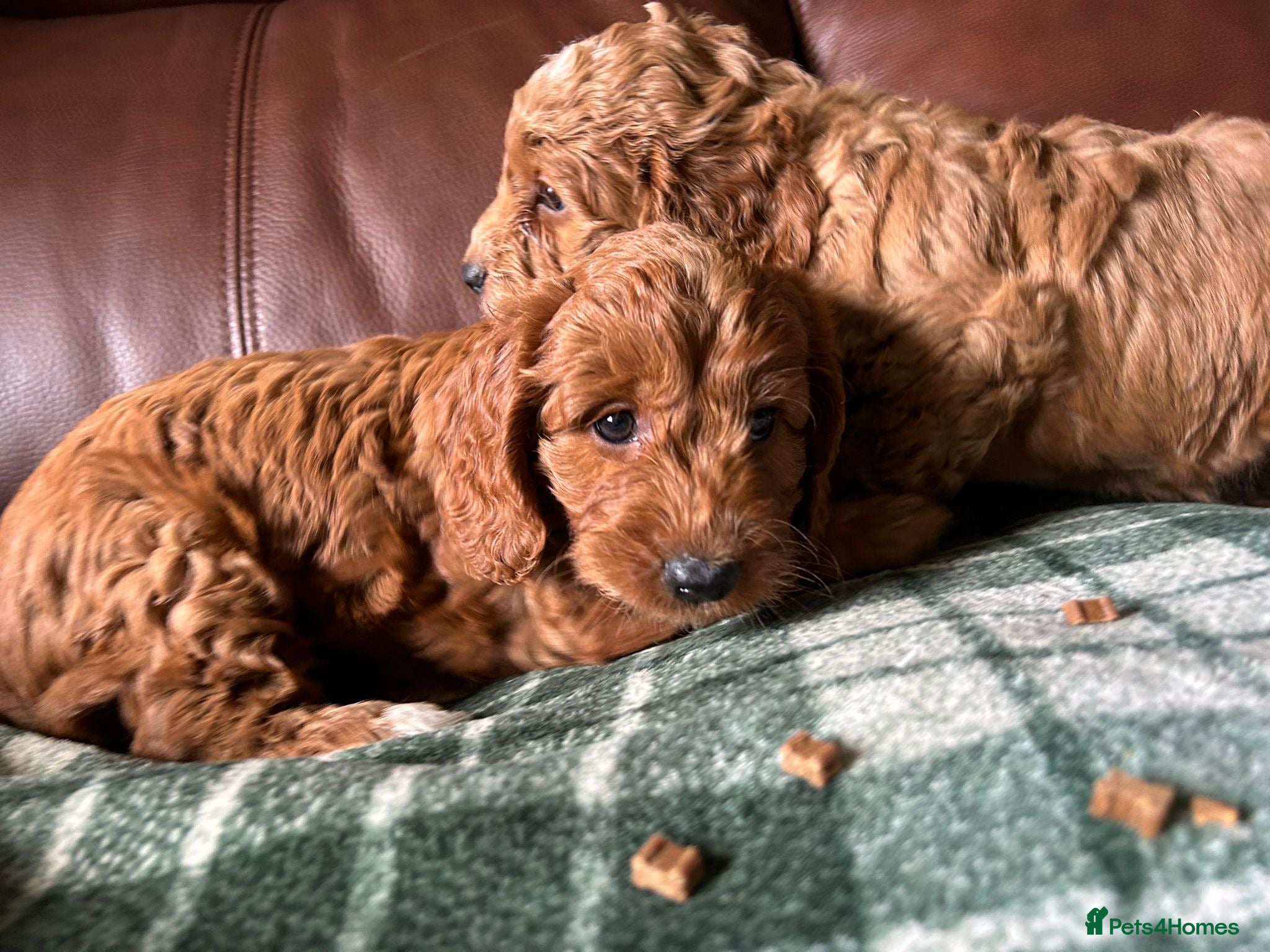 Cockapoo dogs F1 Cockerpoos’s puppies - Advert 2