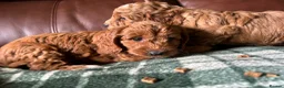 Cockapoo dogs for sale: F1 Cockerpoos’s puppies - Advert 3