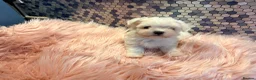 Maltese dogs for sale: Beautiful Maltese puppies for sale - Advert 7