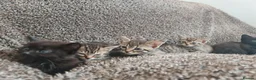 Mixed Breed cats for sale: Kittens for sale  - Advert 18