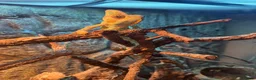 Chameleon reptiles for sale: Male Chameleon  in Liverpool - Advert 3