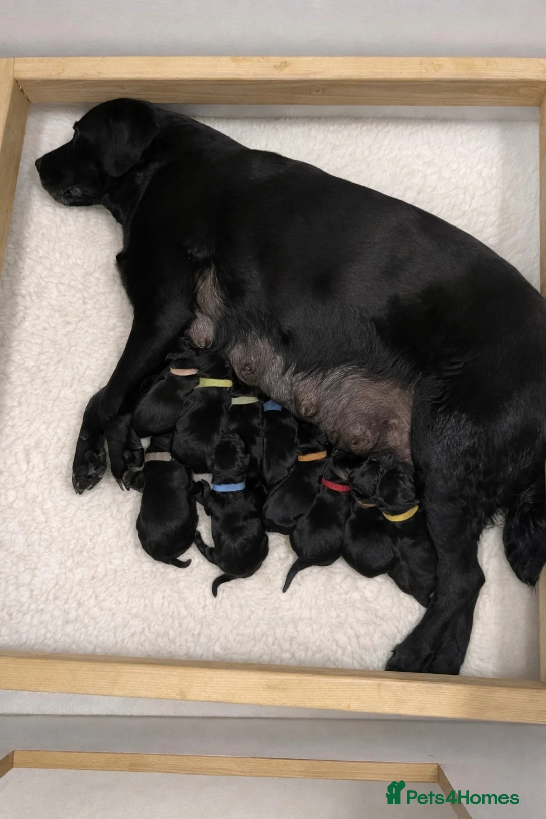 Labrador Retriever dogs for sale: Purebred Black Labrador - Advert 1