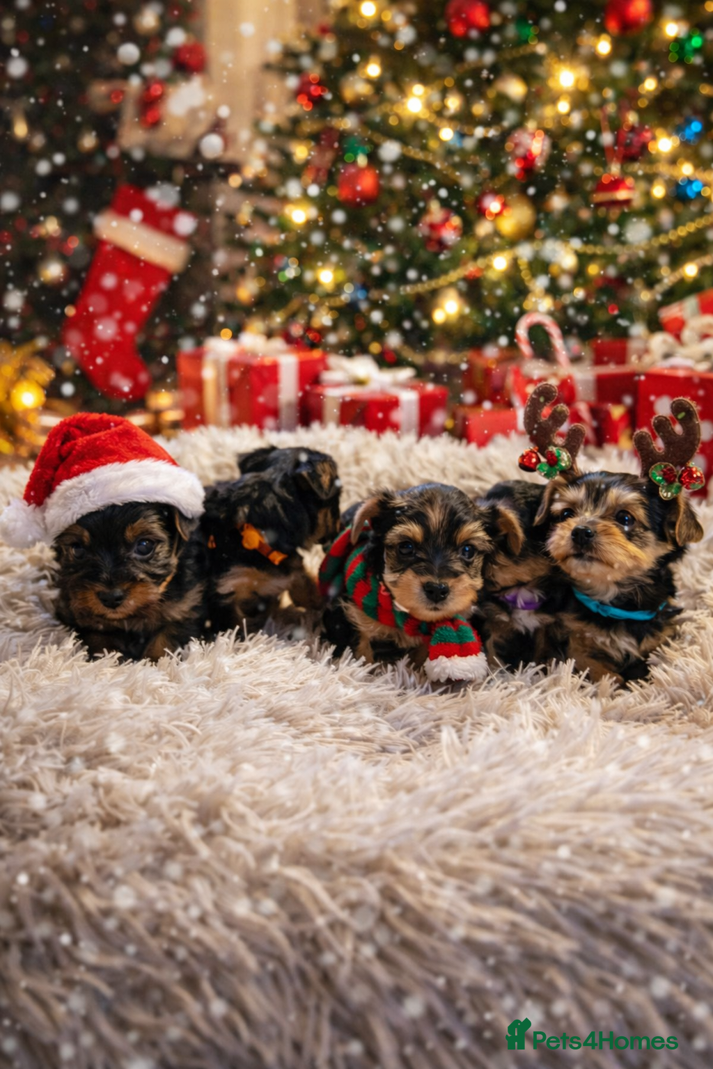 Yorkshire Terrier dogs 5 Yorkshire terriers pupies - Advert 5