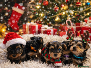 Yorkshire Terrier dogs 5 Yorkshire terriers pupies - Advert 5