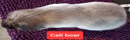 Guinea Pig rodents for sale: Rex sows/boars, Aby, cali guinea pigs. - Advert 19