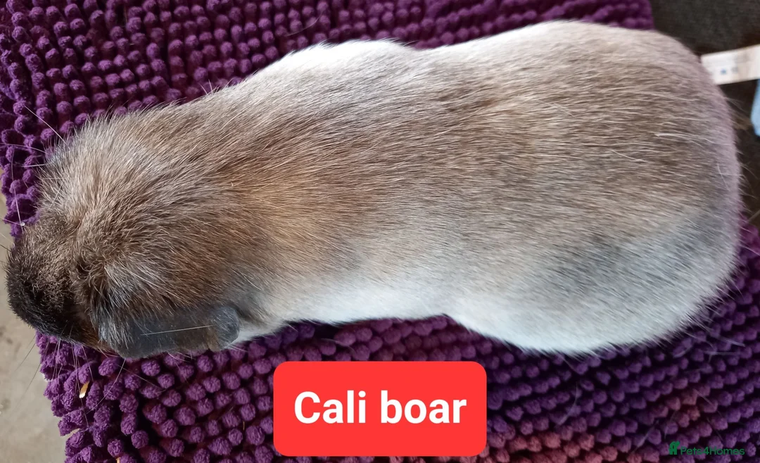 Guinea Pig rodents for sale: Rex sows/boars, Aby, cali guinea pigs. - Advert 19