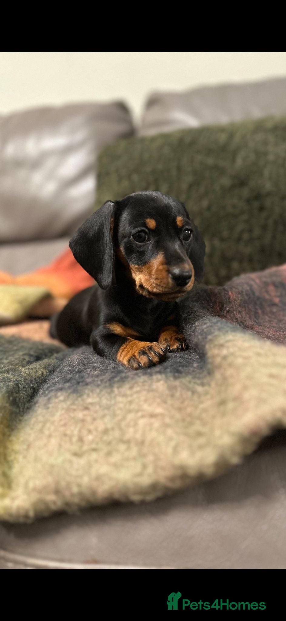 Miniature Dachshund dogs READY TO GO, 1 girl left! KC, PRA clear  - Advert 2