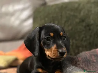 Miniature Dachshund dogs READY TO GO, 1 girl left! KC, PRA clear - Advert 10