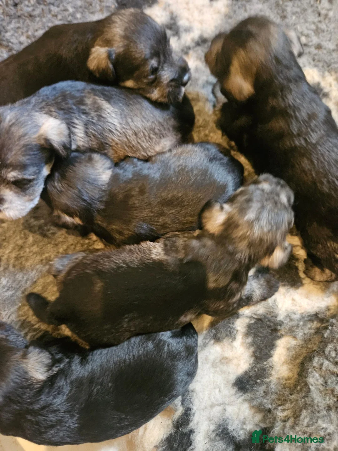 Miniature Schnauzer dogs for sale: Gorgeous miniature schnauzer pups - Advert 2
