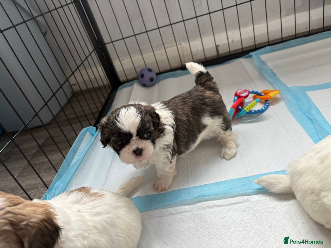 Shih Tzu dogs for sale: 4 Shih tzu girls  - Image 5