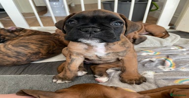 Boxer dogs - Advert 6
