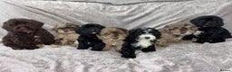 Cockapoo dogs for sale: Gorgeous Cockapoo Puppies  - Advert 3