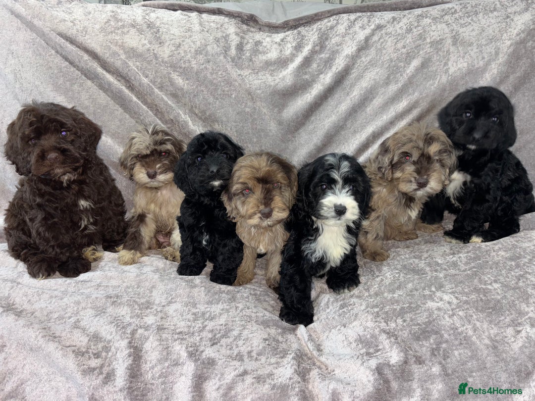 Cockapoo dogs for sale: Gorgeous Cockapoo Puppies  - Advert 3
