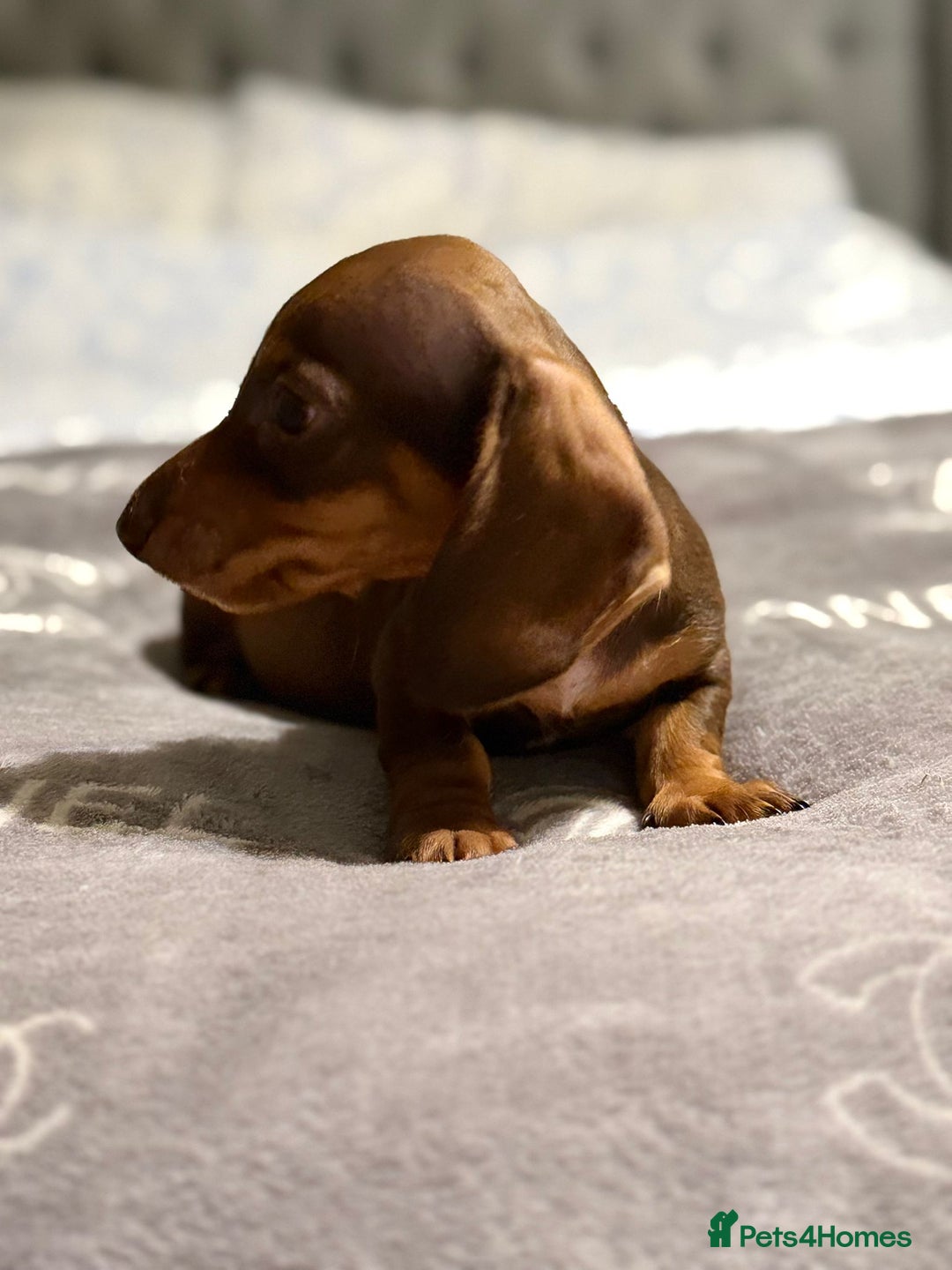Dachshund dogs for sale: Beautiful dachshunds - Image 6