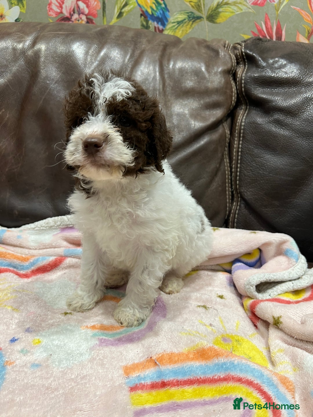 Lagotto Romagnolo dogs for sale: Perfect Lagotto Romagnolo  - Advert 8