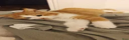 Mixed Breed cats for sale: Kittens for sale in Colchester - Advert 7