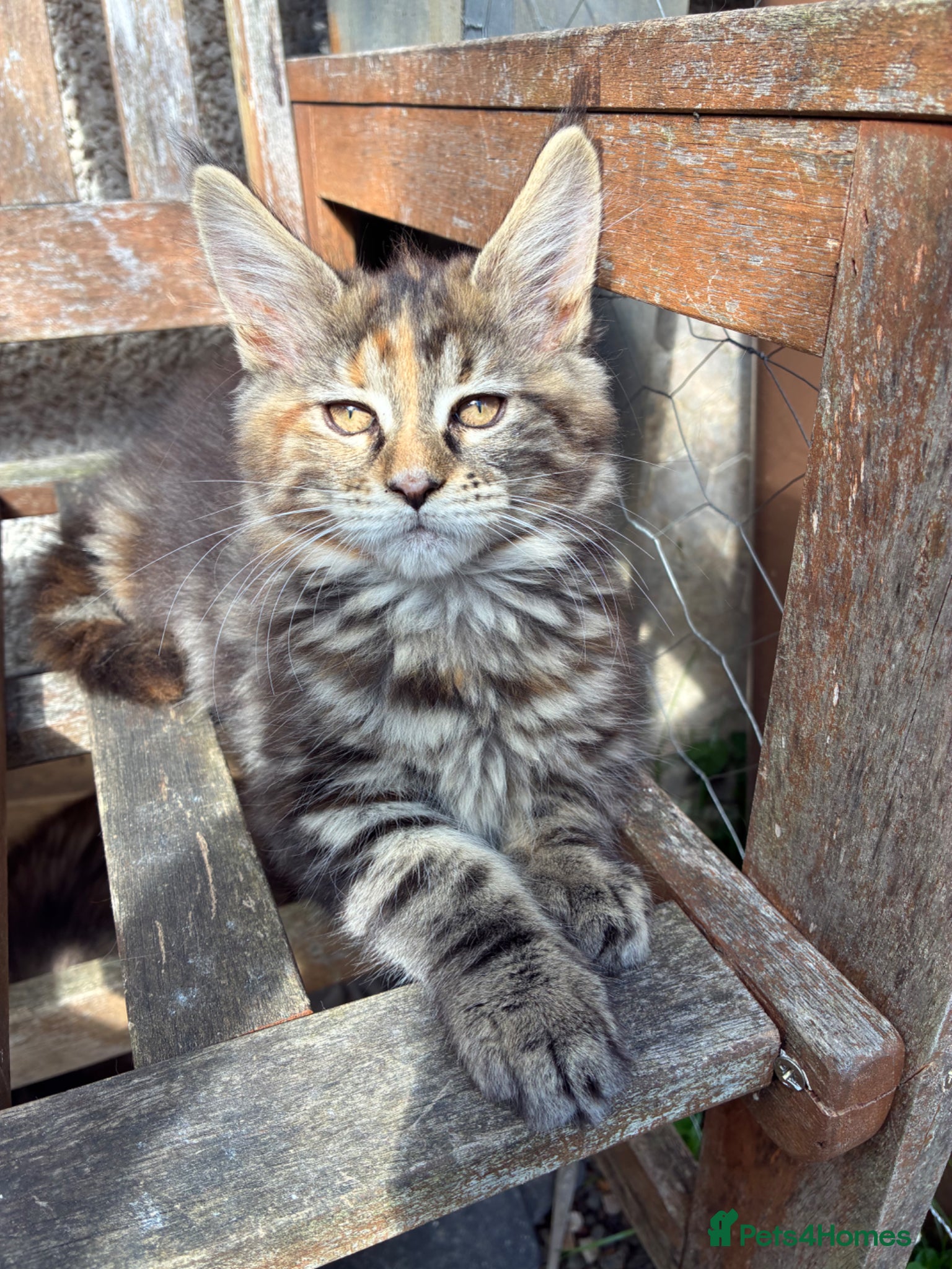 Maine Coon cats Maine coon kittens  - Advert 9