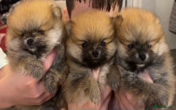 Pomeranian dogs for sale: Boy Pomeranians  - Advert 2