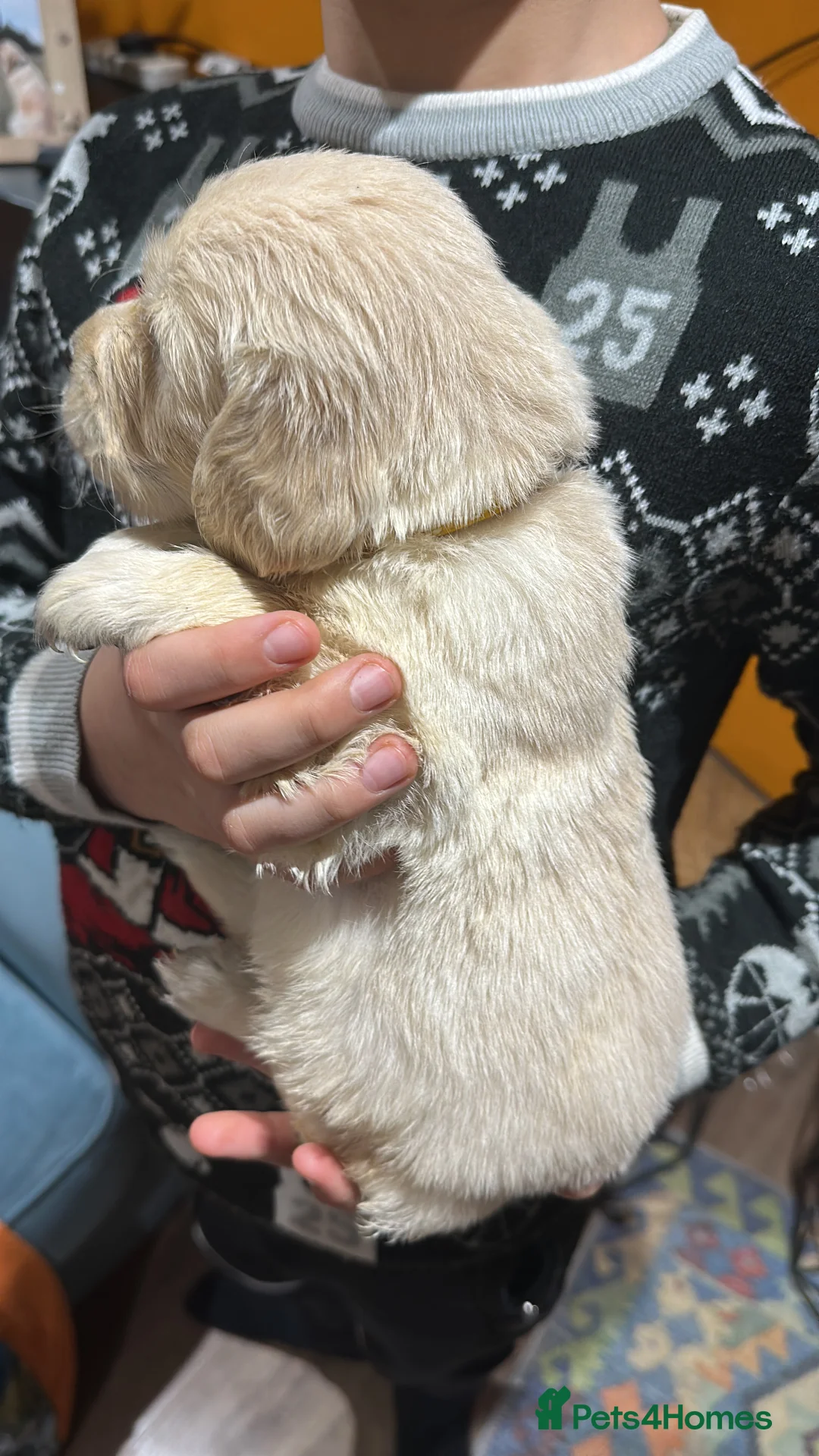 Golden Retriever dogs for sale: 35 GEN Champion Bloodline, Mum a Therapy Dog - Advert 6