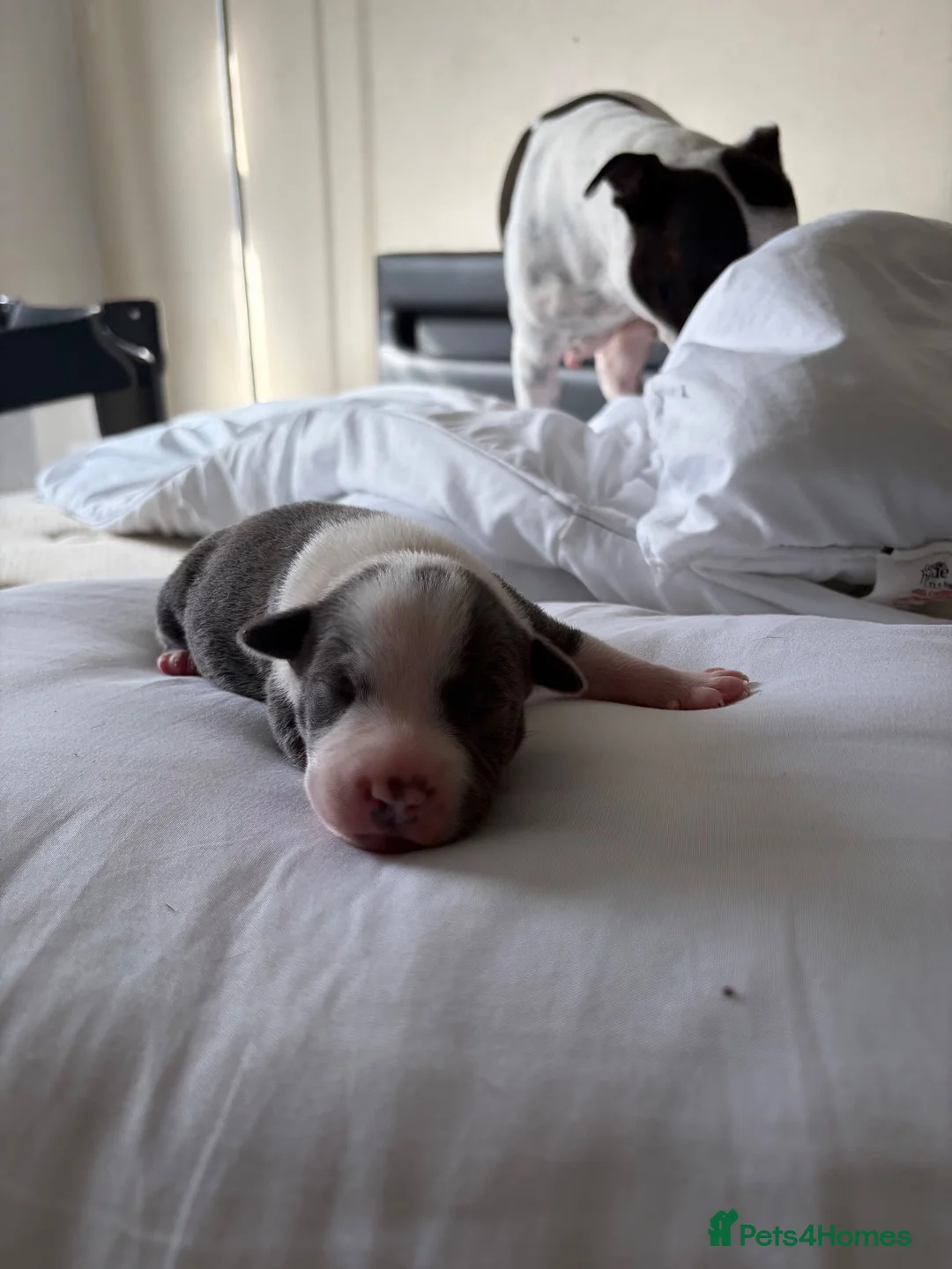 Staffordshire Bull Terrier dogs for sale: Beautiful Staffordshire Bull Terrier Pups - Advert 21