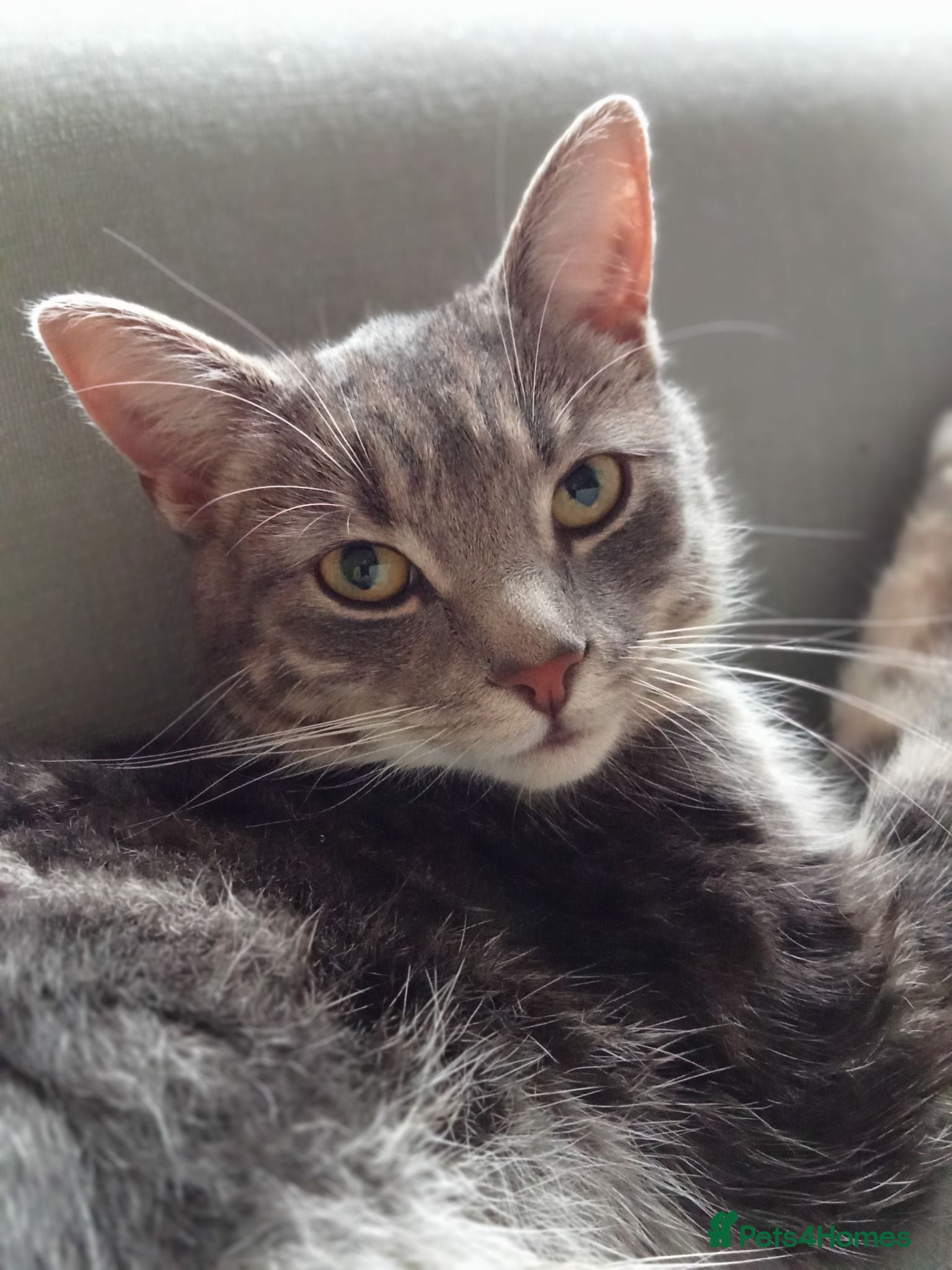 Mixed Breed cats British blue cross 3 half years old approx  - Advert 1