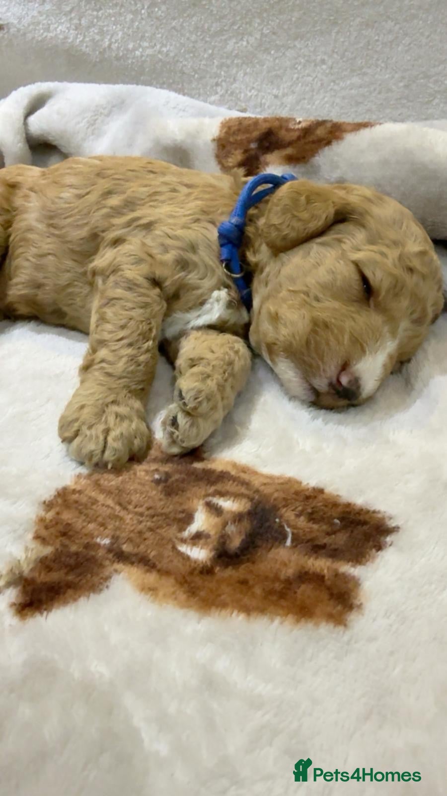 Labradoodle dogs 🐾 F1B Labradooles 🐾 5 reserved already  - Advert 1