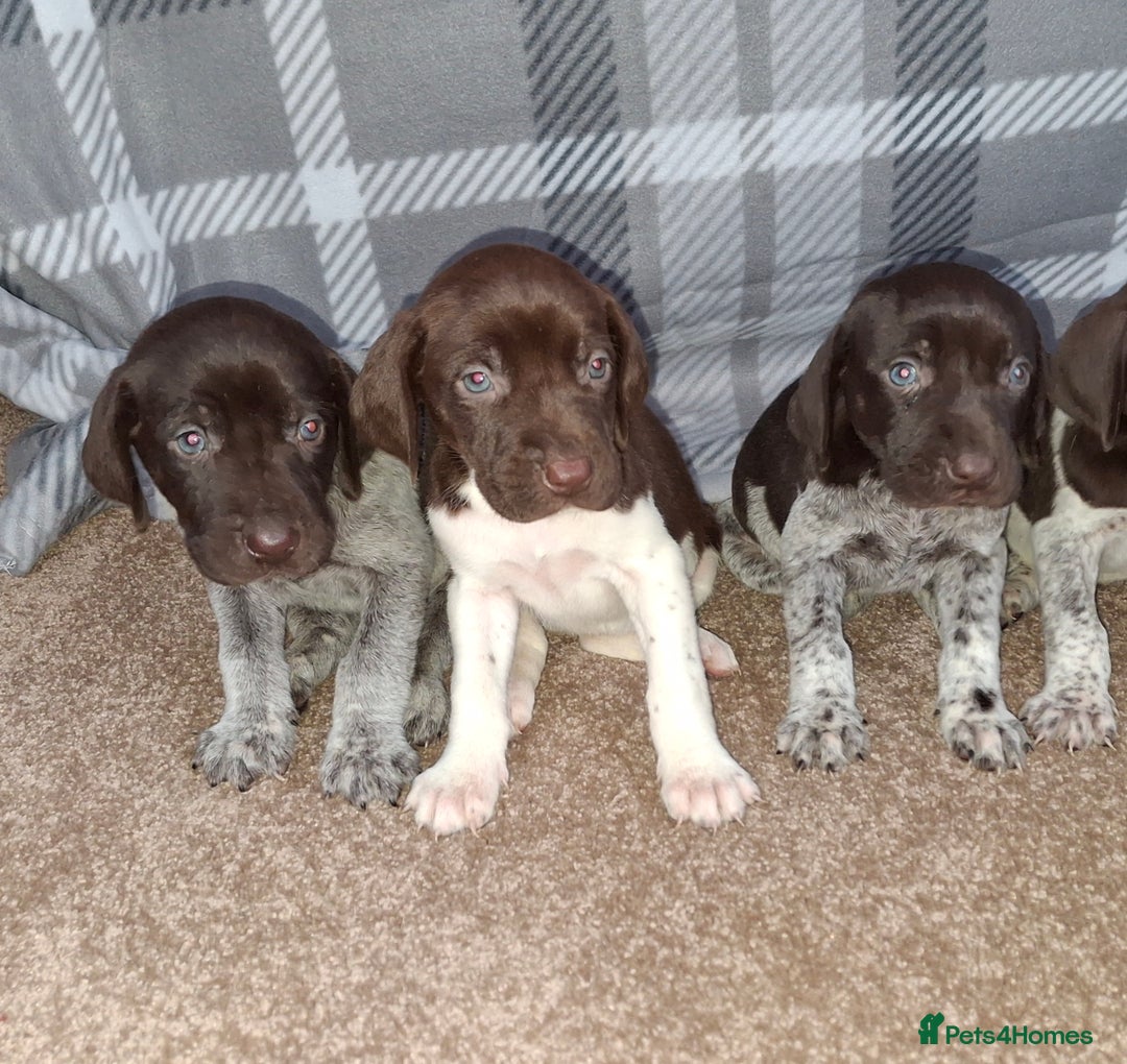 German Shorthaired Pointer dogs for sale: Beautiful GSP puppies. - Advert 11
