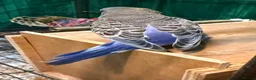 Budgerigars birds for sale: 7 week old purple boy budgies  - Advert 9
