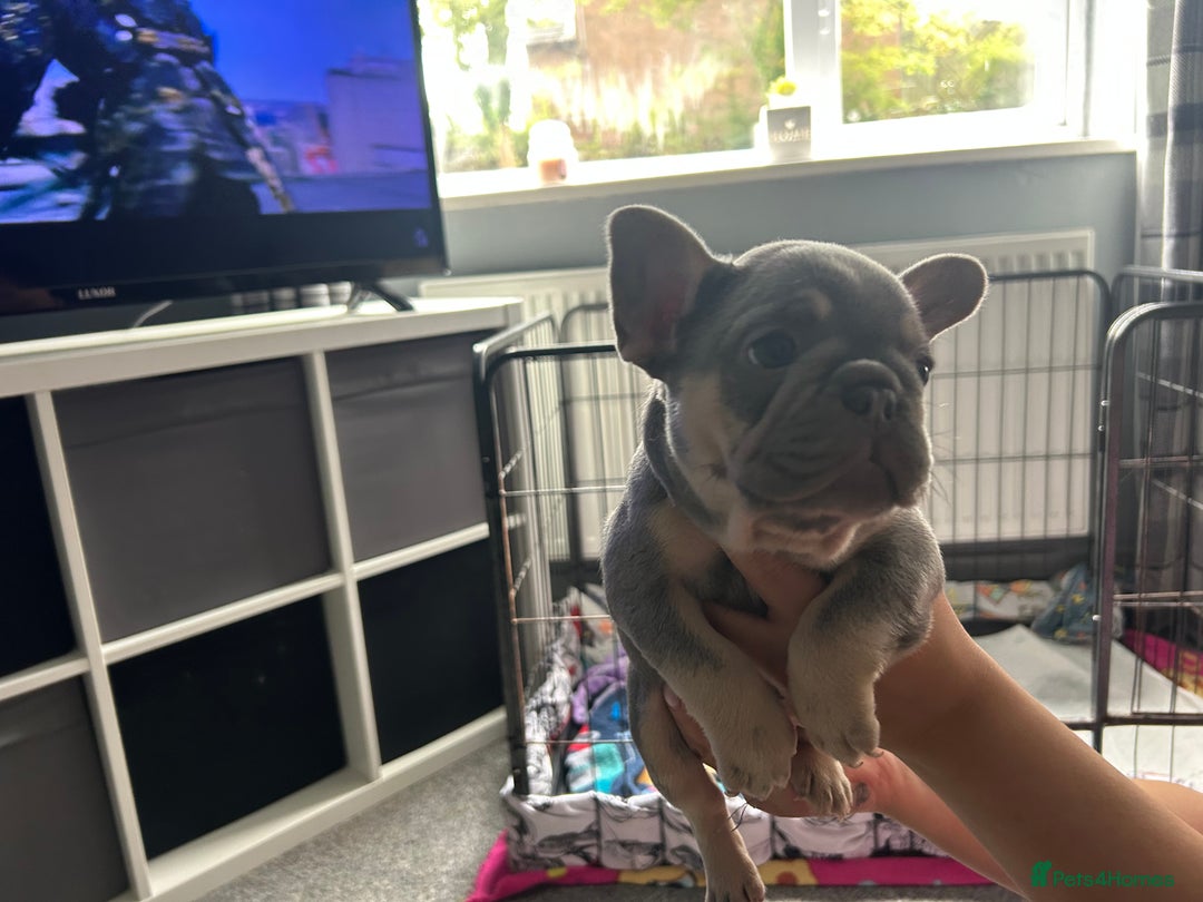 French Bulldog dogs for sale: Two stunning lilac and tan frenchies - Image 8