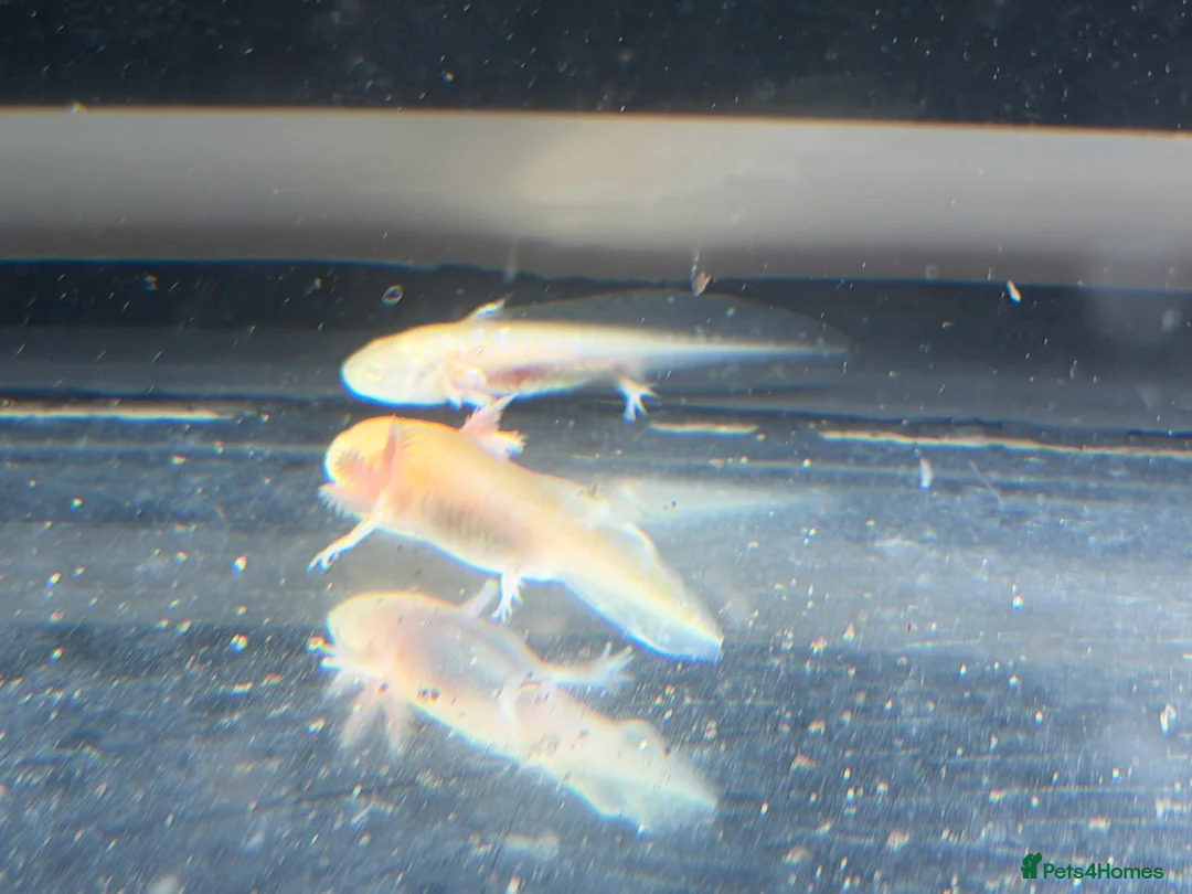 Axolotl reptiles for sale: Axolotl - Advert 3