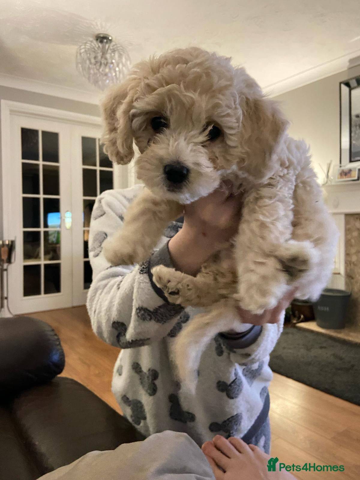 Mini Goldendoodle dogs for sale: 🐾✨ Beautiful Toy Goldendoodle Puppies  ✨🐾 - Advert 19